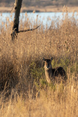 Waterbuck Cow, Pilanesberg National Park