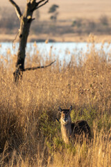 Waterbuck Cow, Pilanesberg National Park