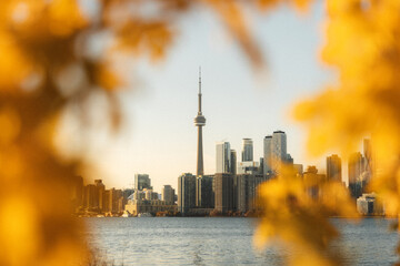 Skyline buildings of the Toronto Harbour framed with autumn foliage