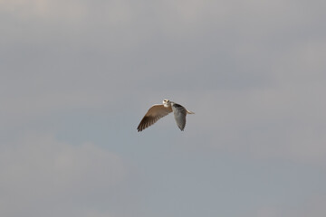 Black-winged Kite in flight, Kruger National Park