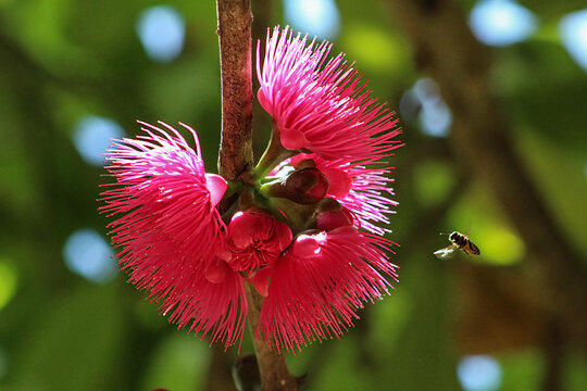 Abelha polinizando flor de jambo