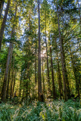 Hoh Rainforest 2