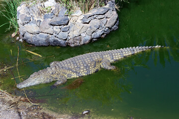 Nilkrokodile (Crocodylus niloticus) im Oasis Park