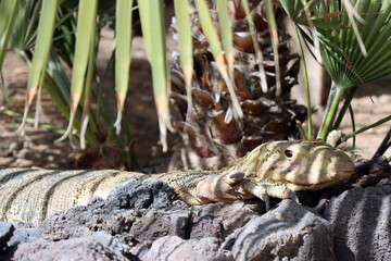 Bindenwaran (Varanus salvator) im Oasis Park