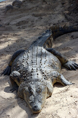 Nilkrokodile (Crocodylus niloticus) im Oasis Park