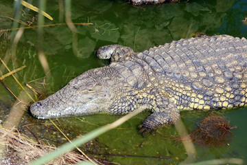 Nilkrokodile (Crocodylus niloticus) im Oasis Park