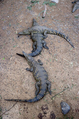 Nilkrokodile (Crocodylus niloticus) im Oasis Park