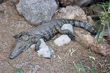 Nilkrokodile (Crocodylus niloticus) im Oasis Park