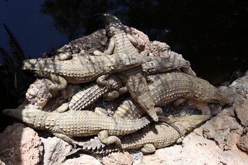 Nilkrokodile (Crocodylus niloticus) im Oasis Park