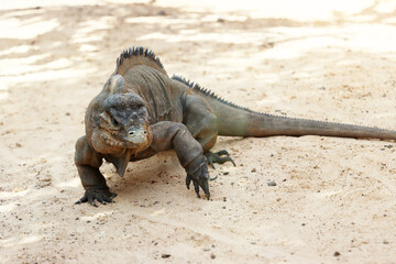 Nashornleguan (Cyclura cornuta) im Oasis Park