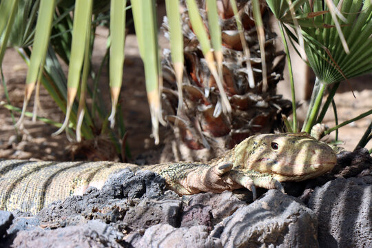 Bindenwaran (Varanus salvator) im Oasis Park