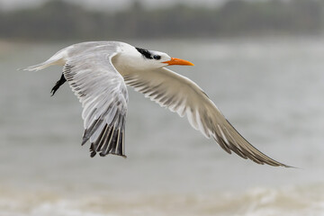 Royal Tern in Flight