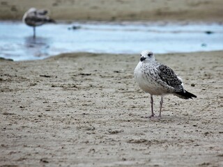 Young gulls on the beach