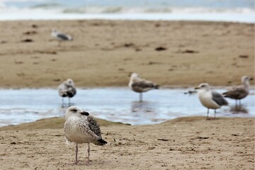 Young gulls on the beach