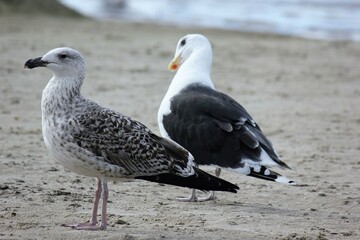 Adult black-backed gull and young gull on the beach