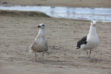 Adult black-backed gull and young gull on the beach
