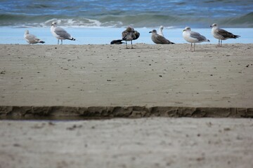 Adult grey and white herring gulls and young gulls on the beach