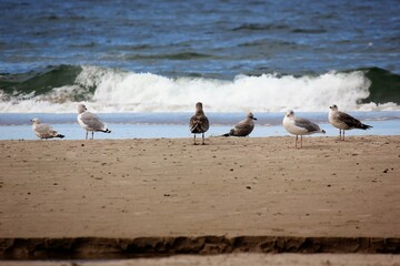 Adult grey and white herring gulls and young gulls on the beach