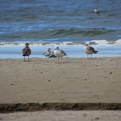 Adult grey and white herring gulls and young gulls on the beach