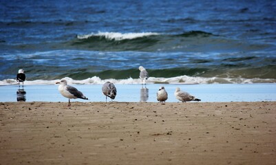 Flock of gulls on the beach