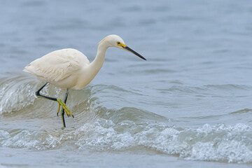 Snowy Egret