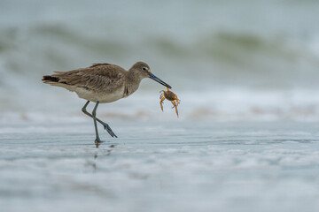 Eastern Willet with crab