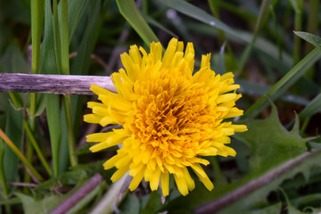yellow dandelion flower
