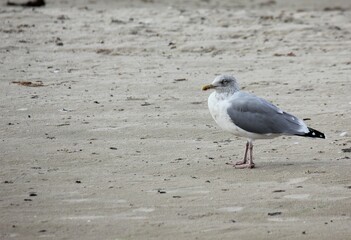gull on the beach