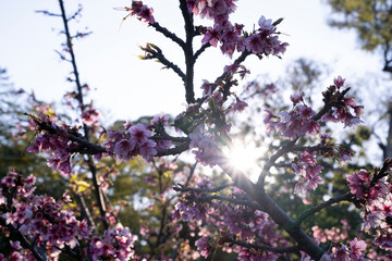 Floral. Closeup view of Prunus serrulata, also known as Japanese flowering cherry or Sakura, branches and flowers of pink petals, blooming in the park at sunset. Beautiful lens flare and dusk colors.