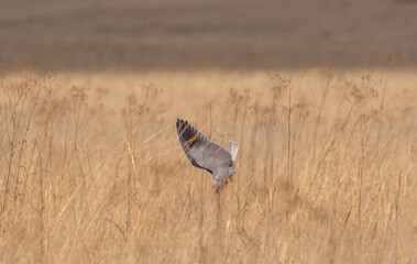 Black-winged Kite in flight, Kruger National Park