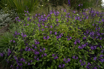 Fototapeta premium Floral. View of beautiful Salvia microphylla, also known as Baby sage, green leaves and purple flowers, spring blooming in the garden.