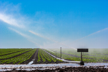 Lettuce field and water irrigation system, Central California, USA