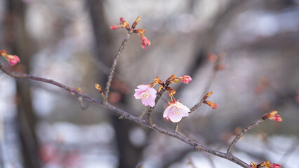 早咲きの桜と雪景色