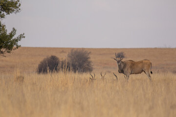 Common Eland, Pilanesberg National Park