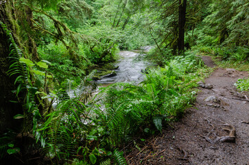 Sweet Creek Path