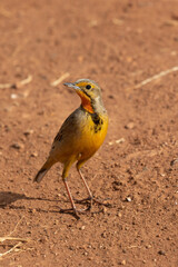 Cape Longclaw, Addo Elephant National Park