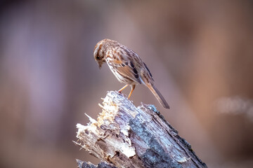 A Song Sparrow (Melospiza melodia) appears to be pondering deep thoughts. Raleigh, North Carolina.