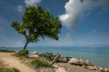 Lonely tree on the sunny Greek island Corfu. Roda City