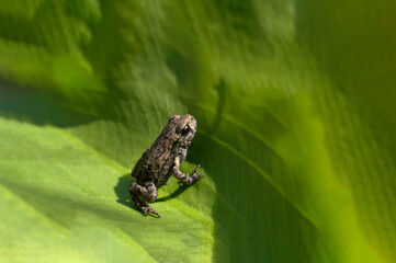 Frog on a leaf - lbaby toad - bufo bufo