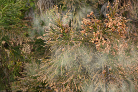 杉花粉images Browse 1 330 Stock Photos Vectors And Video Adobe Stock 杉花粉images Browse 1 330 Stock Photos Vectors And Video Adobe Stock