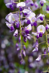 平等院の藤棚の藤の花