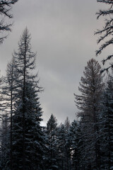 Winter Forest