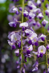 平等院の藤棚の藤の花