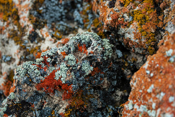 Lichen