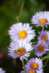 Bee on Flower - 490819505