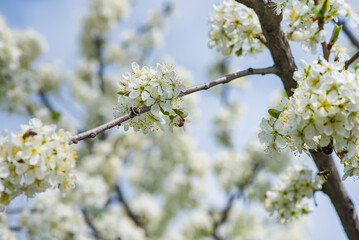 Cherry flowers branch