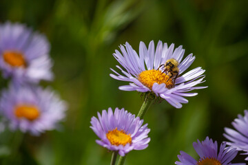 Obraz premium Bee on Flower