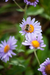 Obraz premium bee on a flower