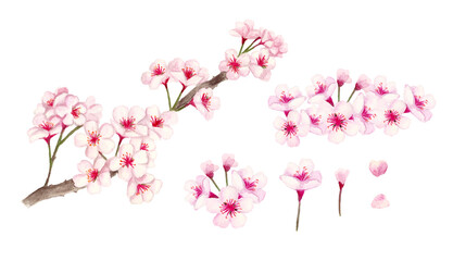 桜の手描き水彩イラスト
