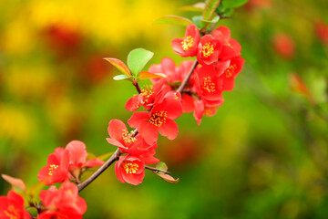 Flowers of Chaenomeles speciosa